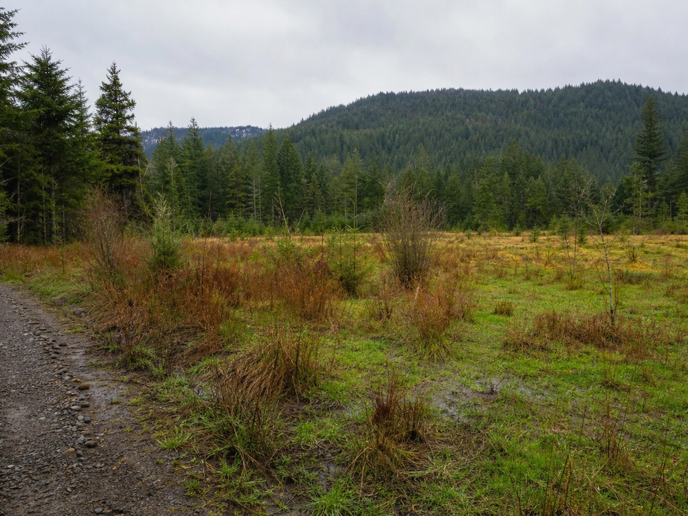 Timber Acreage in Auburn